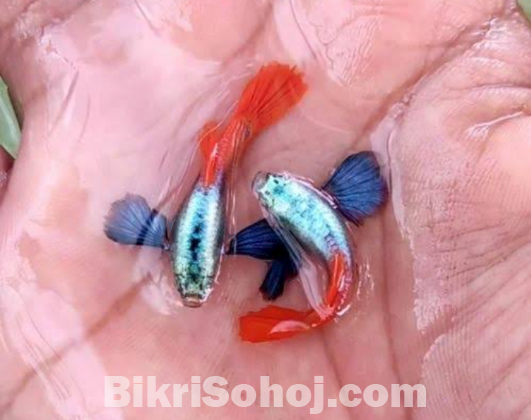 অসাধারণ লাল রংয়ের চিংড়ি মাছ